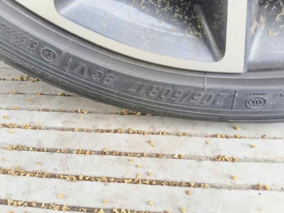 [苏州·苏U] 二手奇瑞艾瑞泽GX2019款 1.5T CVT新型色版 国V