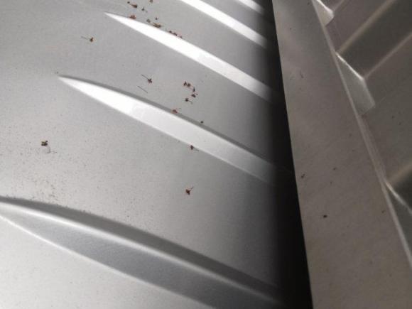 [温州·浙C] 二手金杯金杯T302021款 1.5L 国VI超享型SWC15M