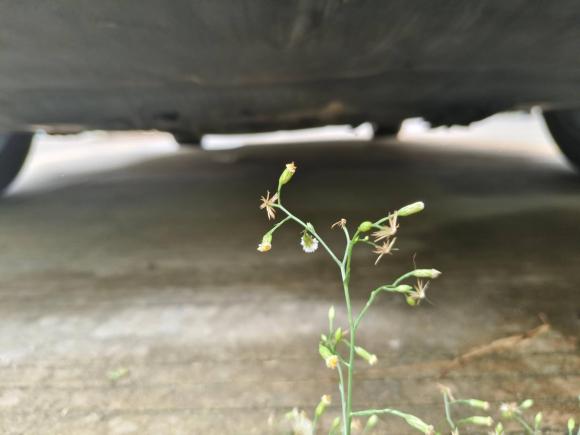 [温州·浙C] 二手比亚迪汉2020款 DM 四驱性能版豪华型