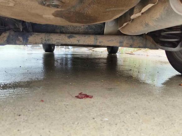 [合肥·皖A] 二手福特嘉年华2013款 两厢 1.5L 自动品尚型