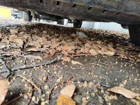 [上海·皖K] 二手五菱汽车五菱宏光2015款 1.5L S 基本型国V