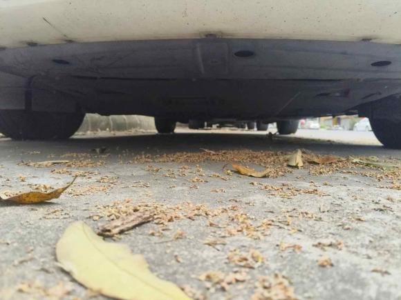 [佛山·粤X] 二手福特福睿斯2015款 1.5L 自动舒适型