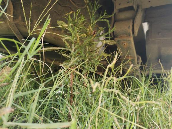 [温州·川J] 二手长安凯程睿行M902017款 2.0L超值版6座掀背门4G94S