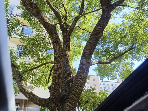 [上海·沪C] 二手斯柯达昕动2020款 1.5L 自动舒适版