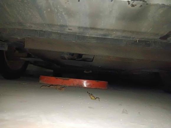 [济南·鲁A] 二手日产骊威2013款 劲锐 1.6XL 手动舒适版