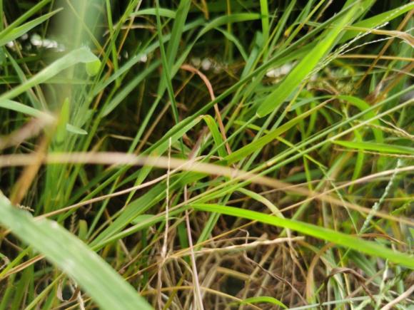 [嘉兴·浙F] 二手奇瑞艾瑞泽52017款 1.5L 手动精英版