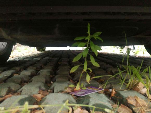 [南京·苏A] 二手大众朗行2015款 1.6L 自动舒适版