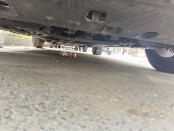 [杭州·浙A] 二手标致标致20082014款 1.6L 自动潮流版