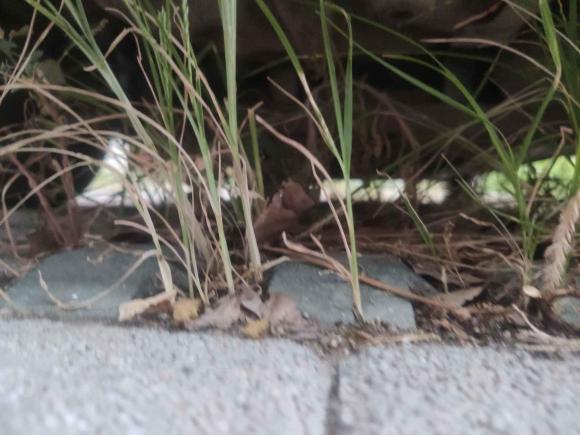 [无锡·豫N] 二手现代瑞纳2010款 三厢 1.4L 自动舒适型GS