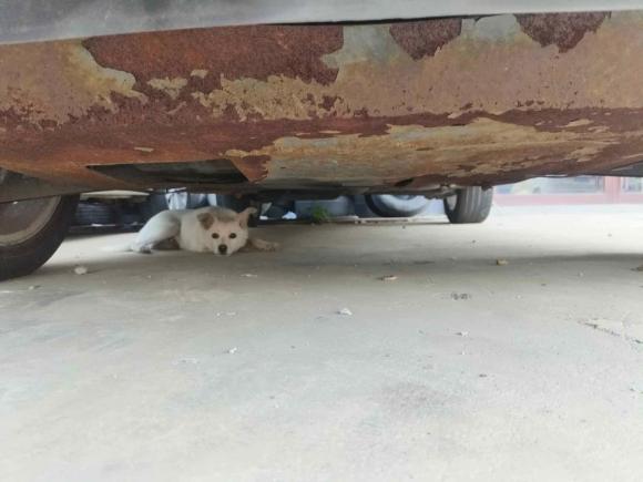 [青岛·鲁B] 二手长安长安CS352017款 1.6L 手动豪华型