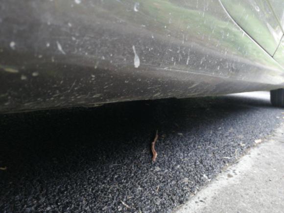 [上海·沪C] 二手观致观致32014款 三厢 1.6L 自动致悦增强型