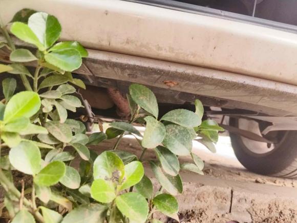 [青岛·鲁B] 二手雪铁龙世嘉2016款 经典 三厢 1.6L 手动CNG