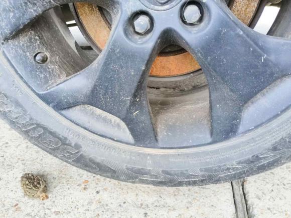 [上海·皖A] 二手本田歌诗图2012款 2.4L 尊享版