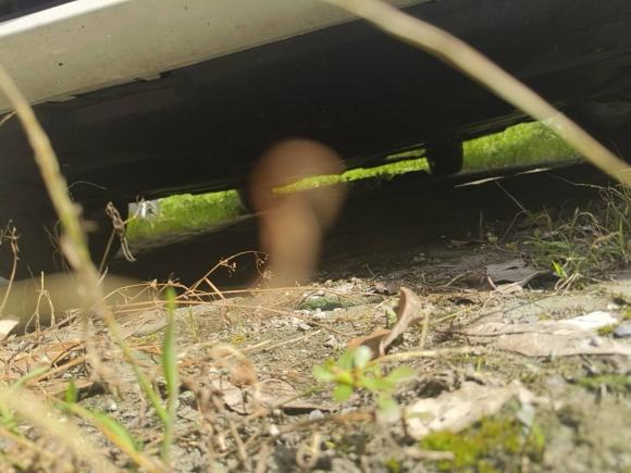 [上海·沪C] 二手丰田卡罗拉2022款 1.2T S-CVT先锋PLUS版