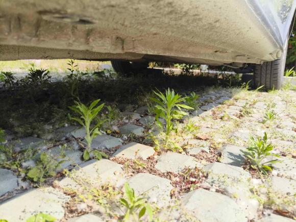 [青岛·鲁B] 二手大众宝来2012款 1.6L 自动舒适型