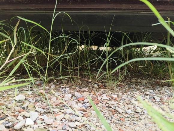 [佛山·湘N] 二手大众朗逸2015款 1.6L 自动风尚版