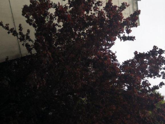 [上海·沪J] 二手宝马宝马7系2009款 740Li领先型