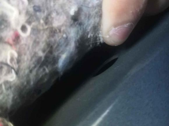 [佛山·粤G] 二手福特Mustang2015款 2.3T 性能版