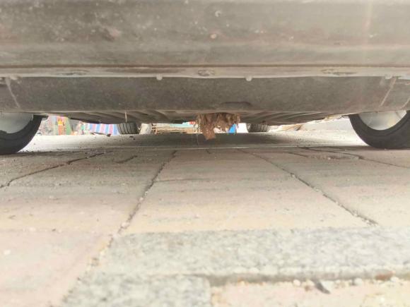 [济南·鲁A] 二手本田思域2016款 220TURBO CVT豪华版