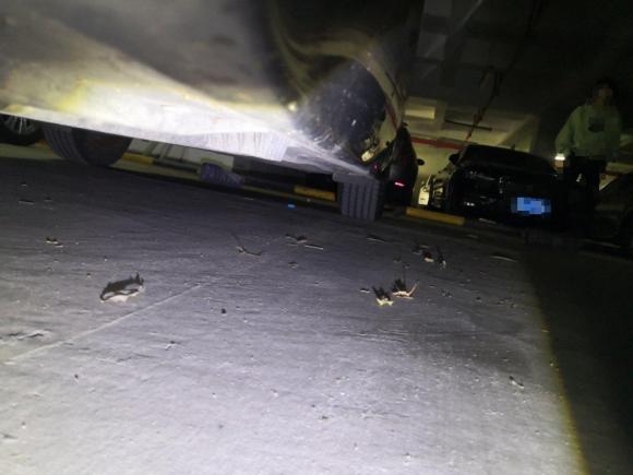 [上海·浙A] 二手宝马宝马5系2008款 525Li 典雅型