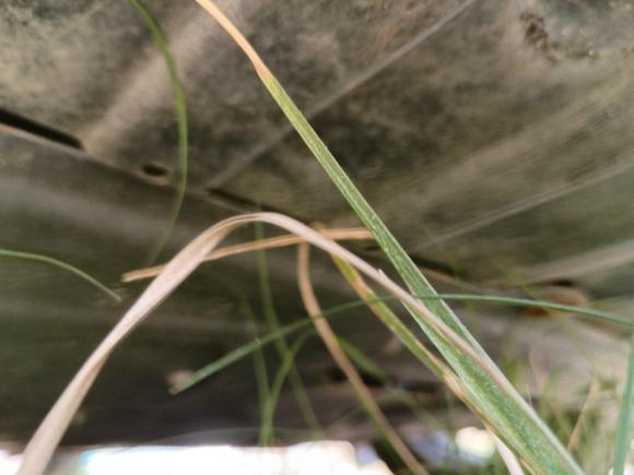 [武汉·鄂C] 二手现代朗动2015款 1.6L 手动领先型