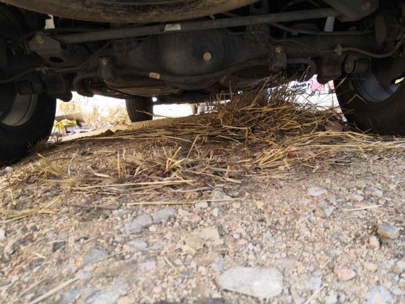 [青岛·鲁B] 二手长城炮2021款 2.0T乘用全球版自动柴油两驱舒适型标箱GW4D20M