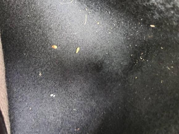 [成都·川A] 二手大众朗行2015款 230TSI DSG舒适版