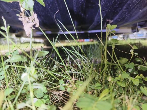 [深圳·粤B] 二手欧拉欧拉芭蕾猫2022款 401km 胡桃夹子版