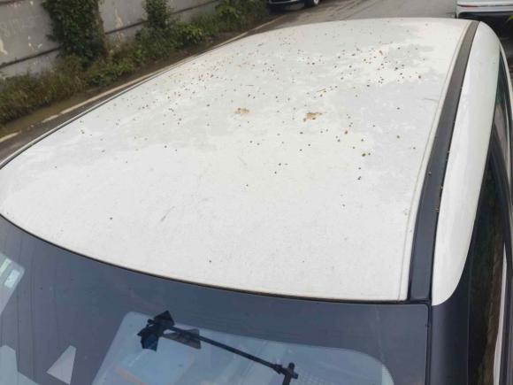 [杭州·粤B] 二手欧拉欧拉白猫2020款 401km 旗舰型